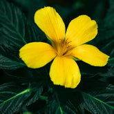 Courage Herbal Tincture